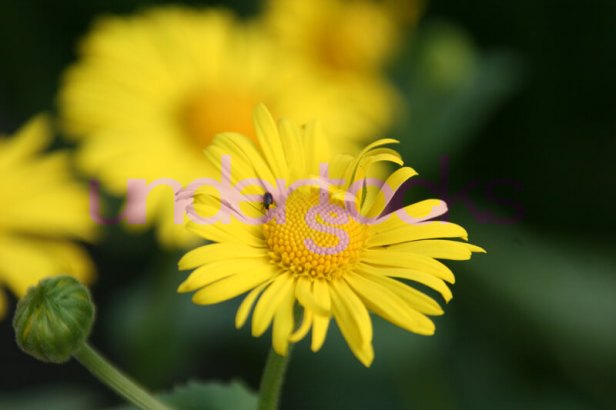 0002-understocks-flower-yellow-bug-garden-kwiat-flora-photo-stock