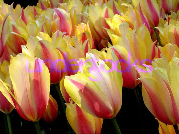 0003-understocks-flowers-tulips-tulipany-photo-stock-royalty-free