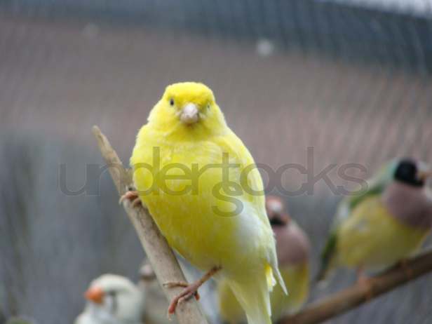 0011-understocks-yellow-bird-photo-stock