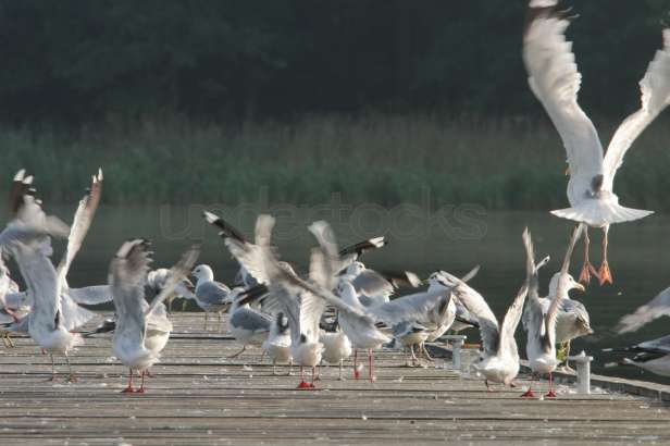 0012-understocks-birds-seagull-most-photo-stocks