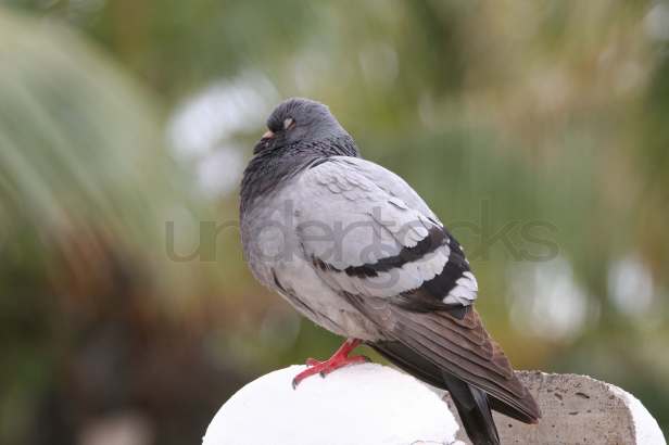 0013-understocks-pigeon-bird-grey-photo-stock