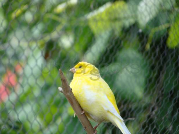 0016-understocks-birds-yellow-bird-ptak-photo-stock