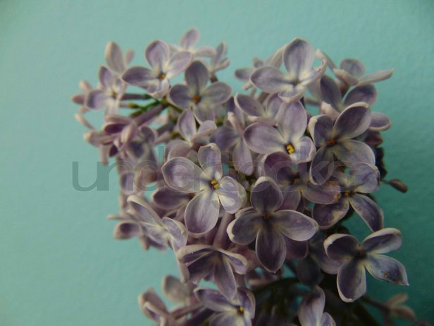 understocks-lilac-fiolet-flowers-photo-stock