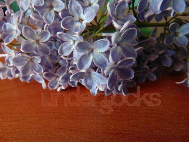 understocks-lilac-photo-stock-fiolet-purple-flower