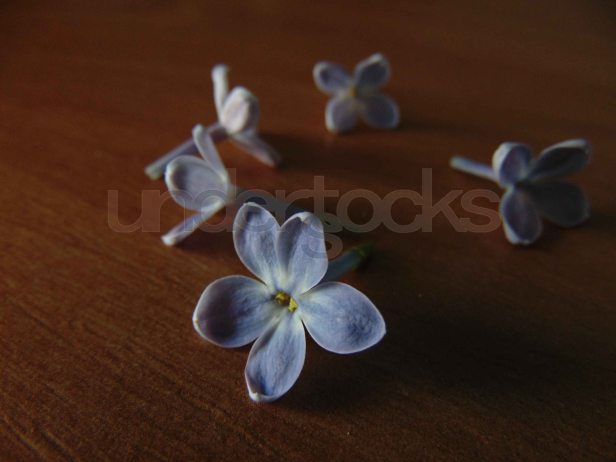 understocks-lilac-lily-flower-photo-stock-free