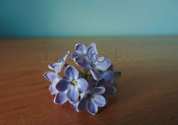 understocks-lilac-branch-flower-fiolet-stock-photo