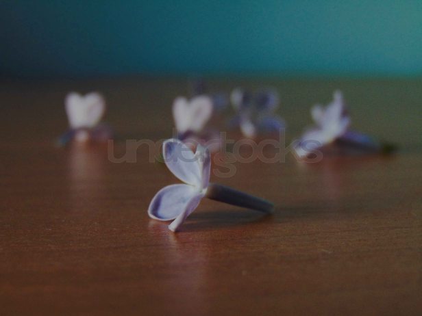 understocks-lilac-table-closeup-flowers-fiolet-stock-photo
