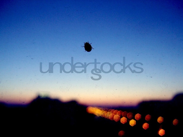 0087-understocks-ladybug-bokeh-window-stock-photo