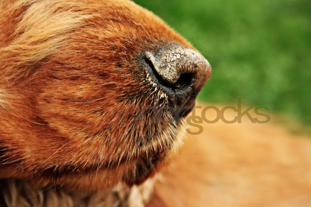 0097-understocks-cocker-spaniel-stock-photos-dog-stock-photos
